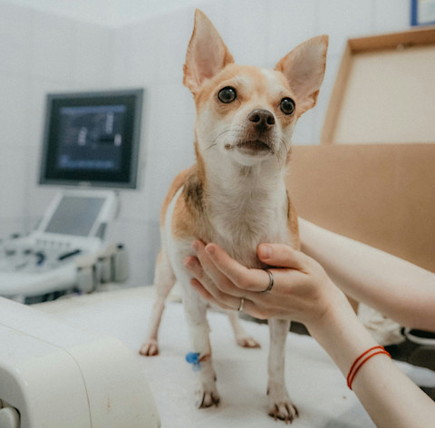 Obličková diéta pre psa: Ako ju zostaviť a na čo si dať pozor?