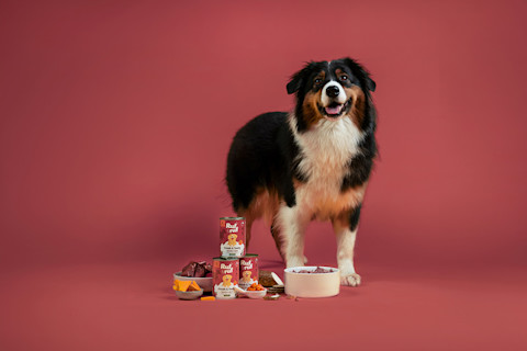 Domáce konzervy pre psy: 5 receptov bez chémie