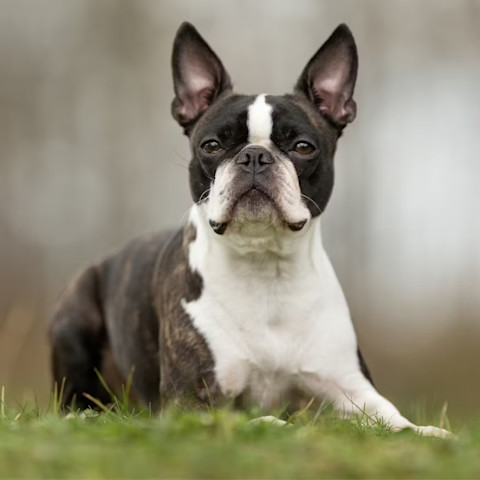 10 dôležitých vecí o bostonskom teriérovi, ktoré musíte vedieť 