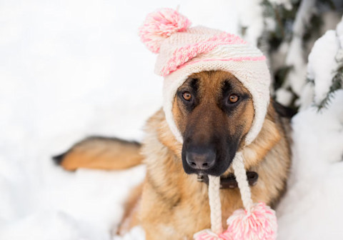 Ako posilniť imunitu u psa?