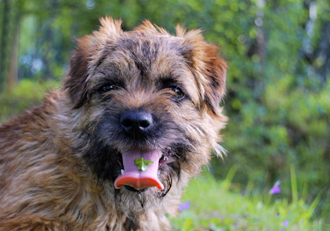 10 důležitých věcí o Border Terierovi, které musíte vědět
