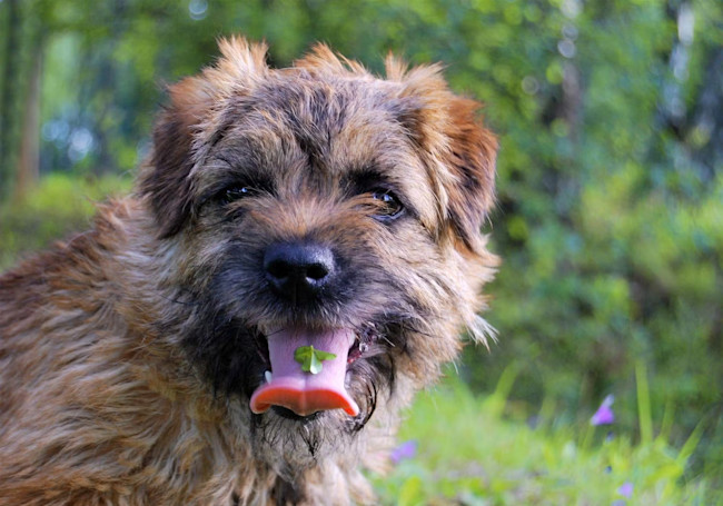 10 dôležitých vecí o border teriérovi, ktoré musíte vedieť