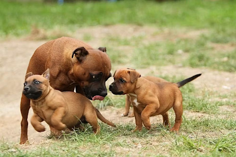 10 dôležitých vecí o stafordšírskom bulteriérovi, ktoré musíte vedieť