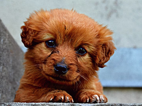 Jak správně krmit štěně