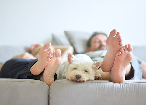 Alergia na psa – čo robiť, ak chcete mať doma štvornohého miláčika