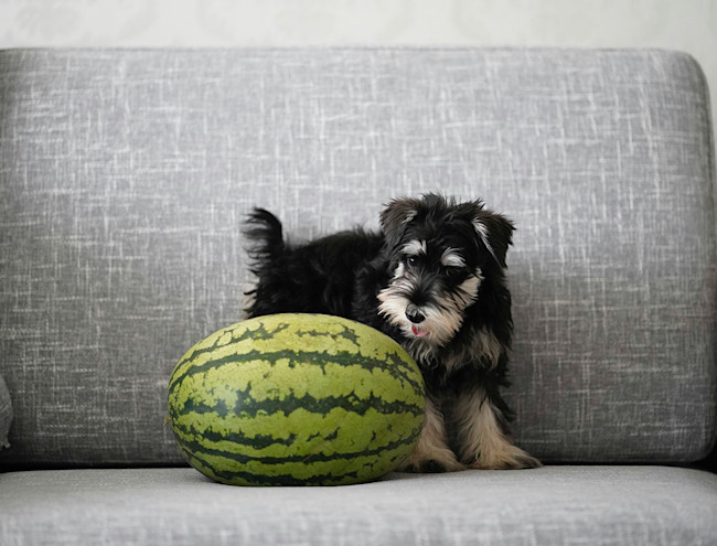 Môže pes melón? Pozor na množstvo, šupku aj kôstky