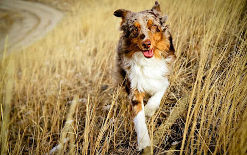 10 dôležitých vecí, ktoré musíte o austrálskom ovčiakovi vedieť