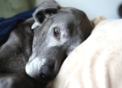 6 overených rád pre starostlivosť o staré psy