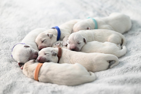 Ako by mala vyzerať výživa dojčiacej suky?