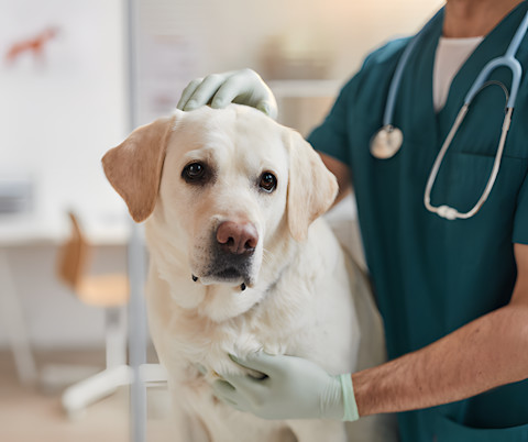 Pečeňová diéta pre psy: Ako správne kŕmiť vášho psíka?