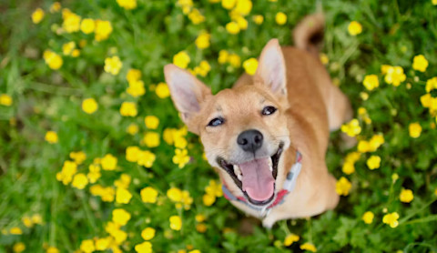 Probiotiká pre psy: Zdravie aj lepšia nálada pre vášho chlpáča
