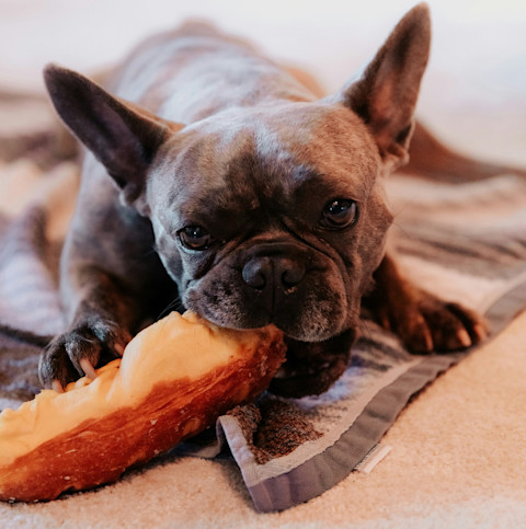 Konské mäso pre psy: Výhody, riziká a porovnanie