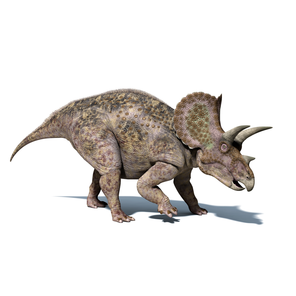 Triceratops