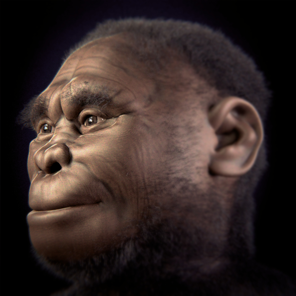 Homo floresiensis