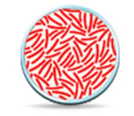 bacteria icon