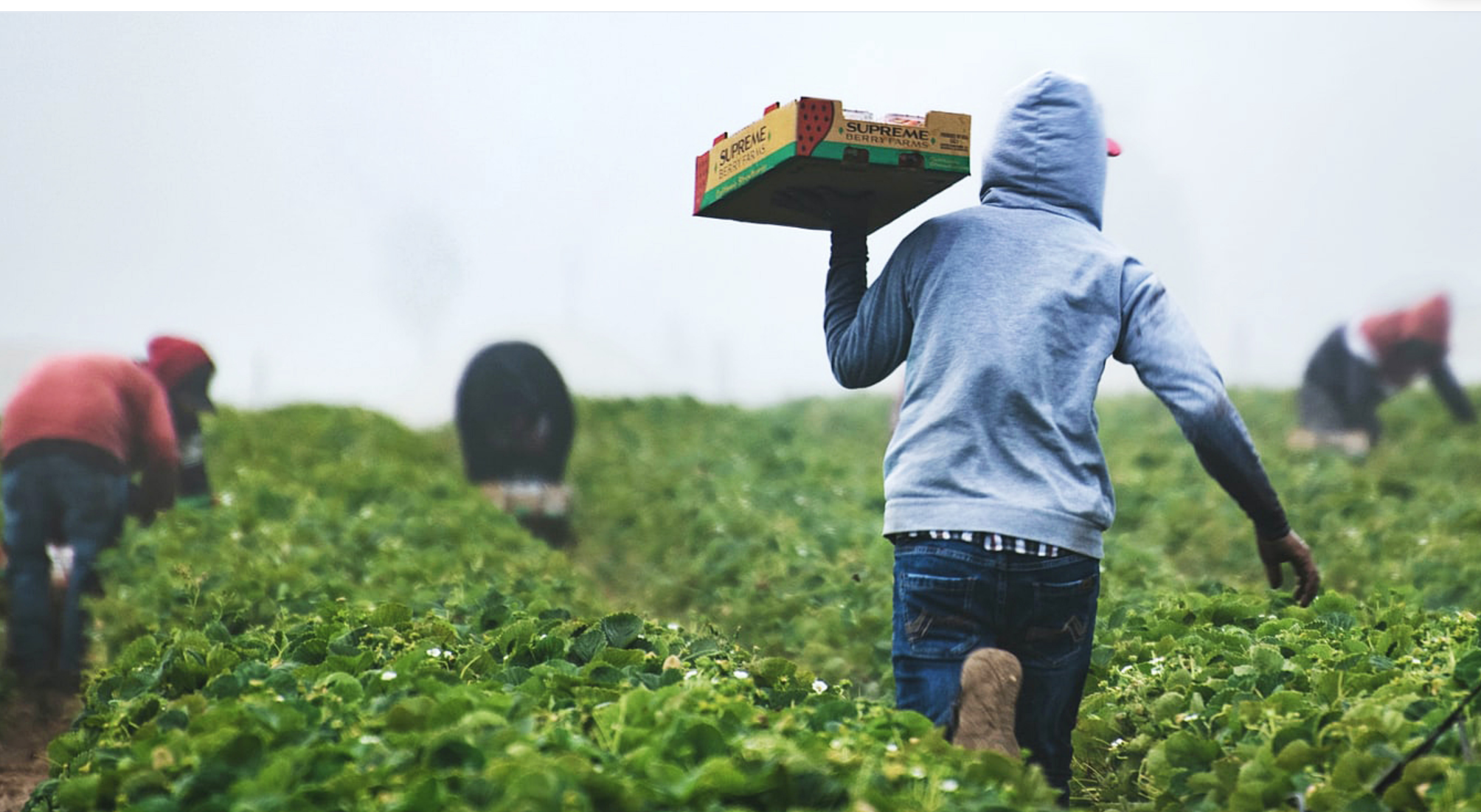 Complete Farmer is working on a scalable agritech solution for farmers in Ghana and Togo. Image courtesy of Complete Farmer.