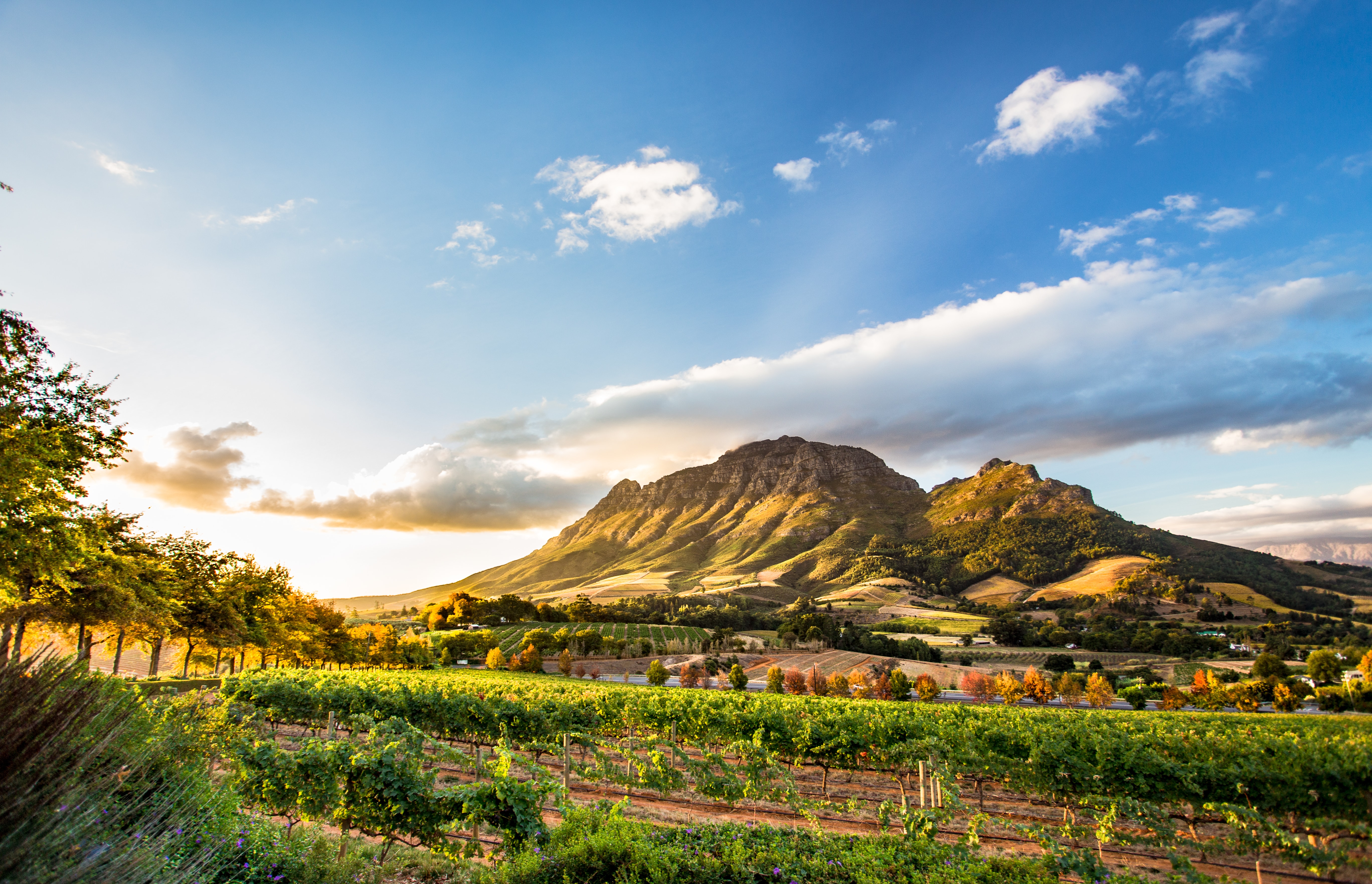 Wine region near Stellenbosch looking at Simonsberg in South Africa. Image credit: ModernNomad / Shutterstock.com