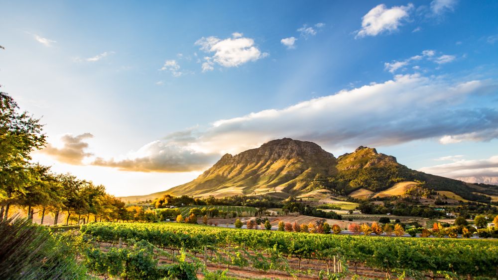 Wine region near Stellenbosch looking at Simonsberg in South Africa. Image credit: ModernNomad / Shutterstock.com
