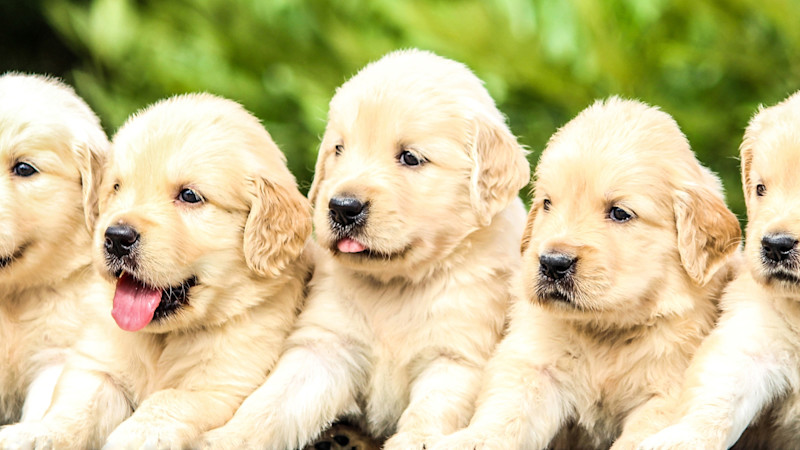 Puppies