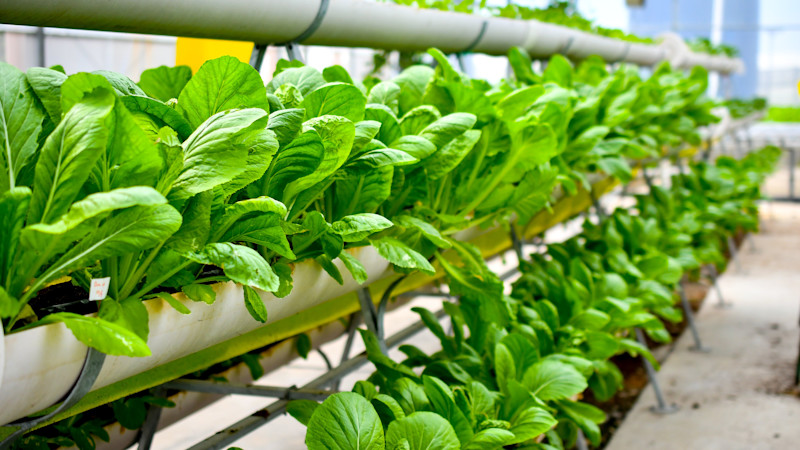 India Urban Farming