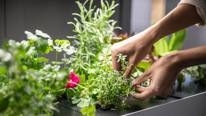 Close up of Rise Gardens' single family garden