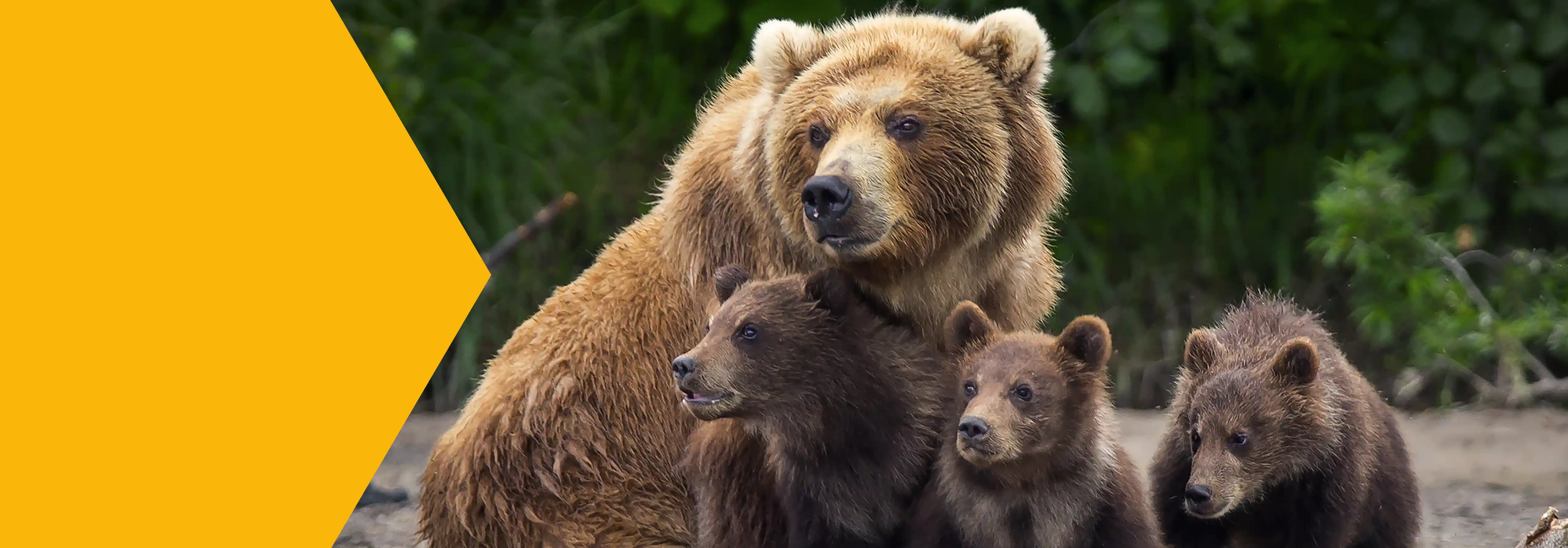 ¿Realmente a los osos les gusta comer miel? - Hero Image - Zarbee's Naturals - es-ES