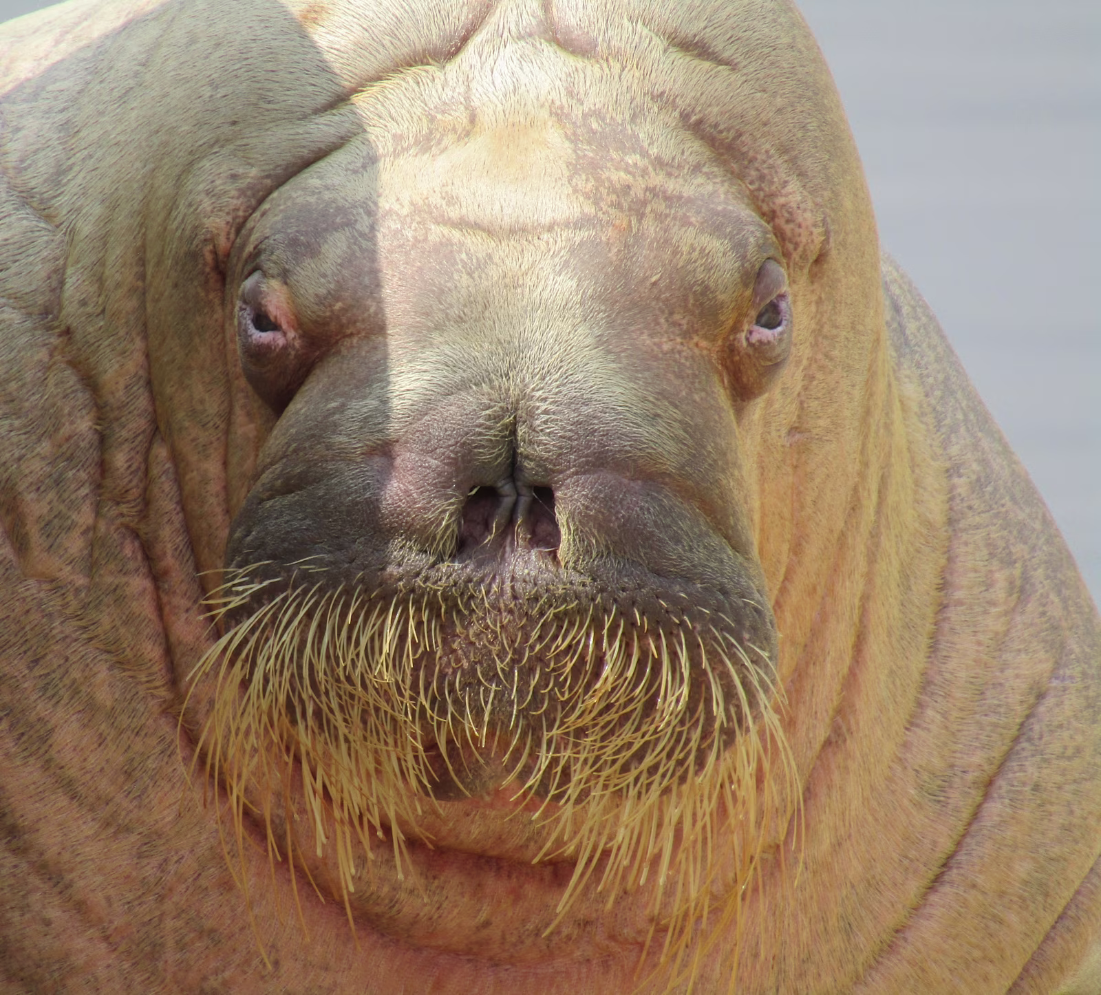 Walrus