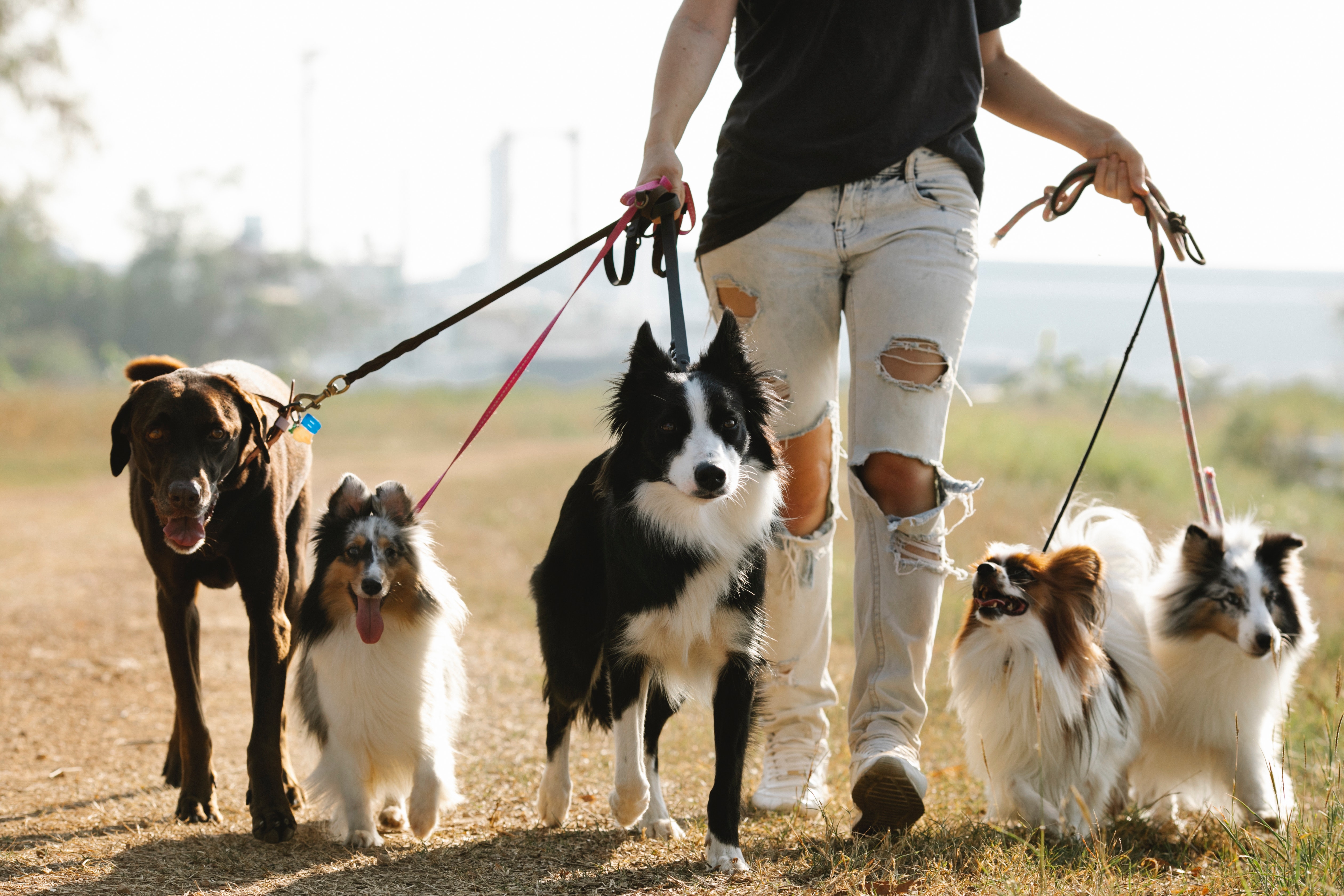 Pet-Friendly Vacation Rentals: Capturing the Growing Market of Pet Owners