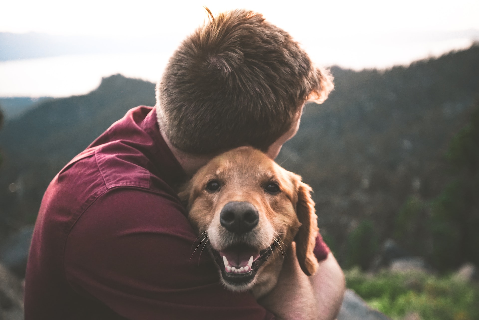 Airbnb Service Animals vs Emotional Support Animals vs Pets | What Hosts Need to Know!