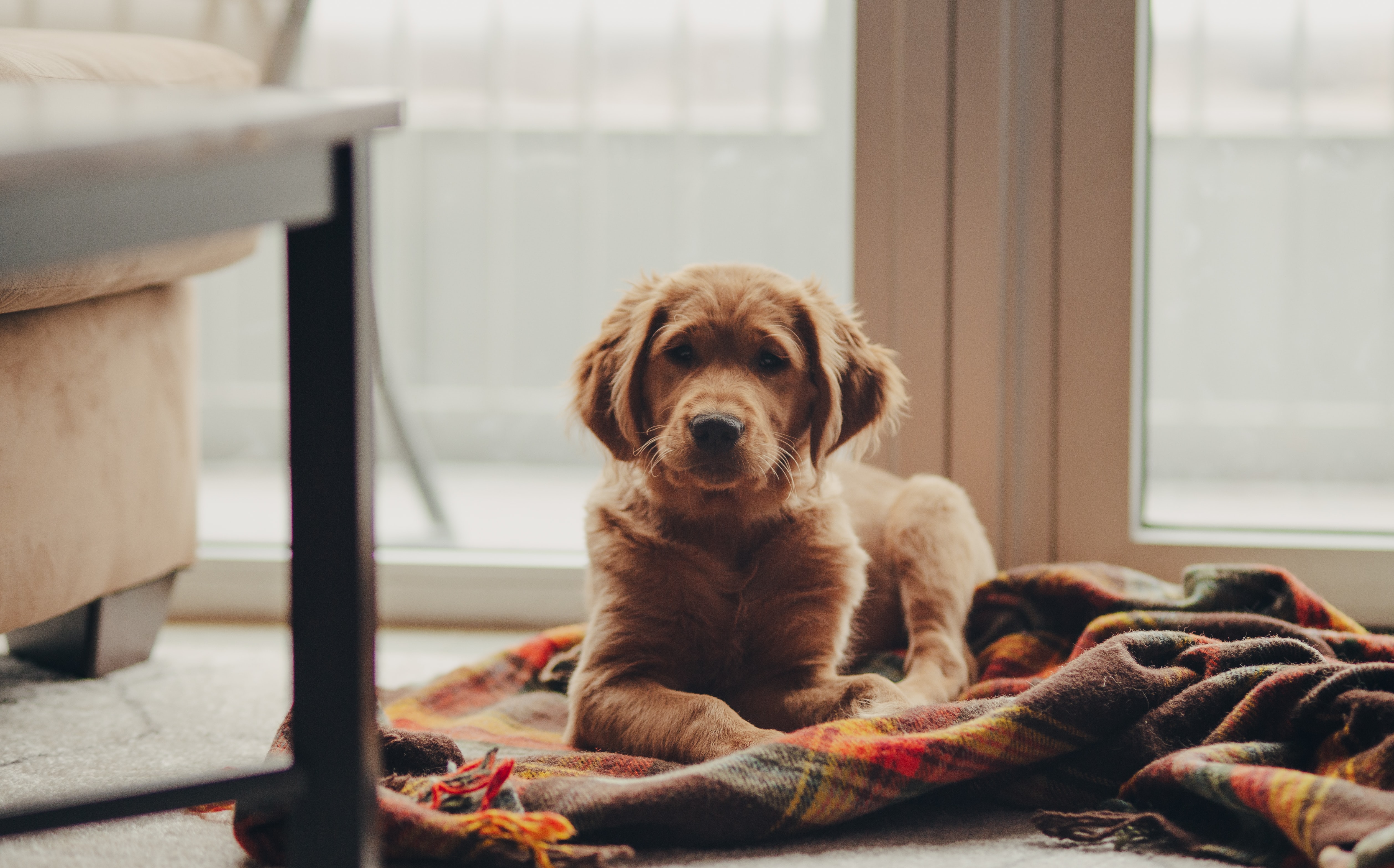 Do Pet-Friendly Rentals Have Higher Cleaning Fees?