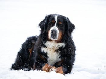 8 Most Expensive Dog Breeds (and Why They’re Worth It)