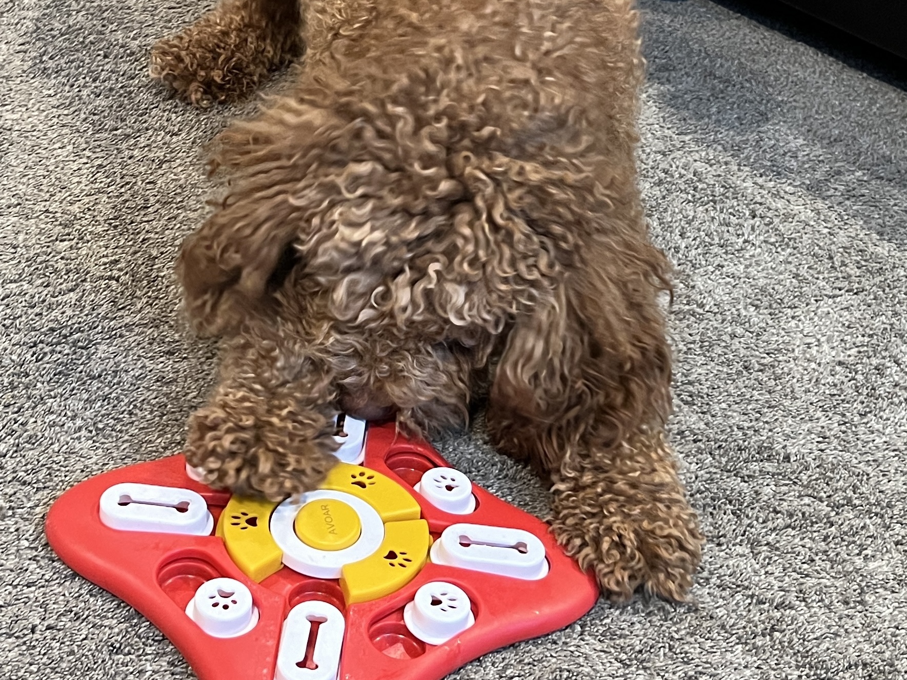 Pet products KSL staff members love for healthy, happy furbabies