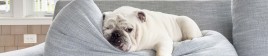 A white bulldog lazes on a gray couch cushion