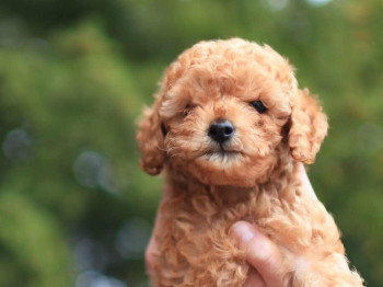 Are Hypoallergenic Pets Just a Myth?