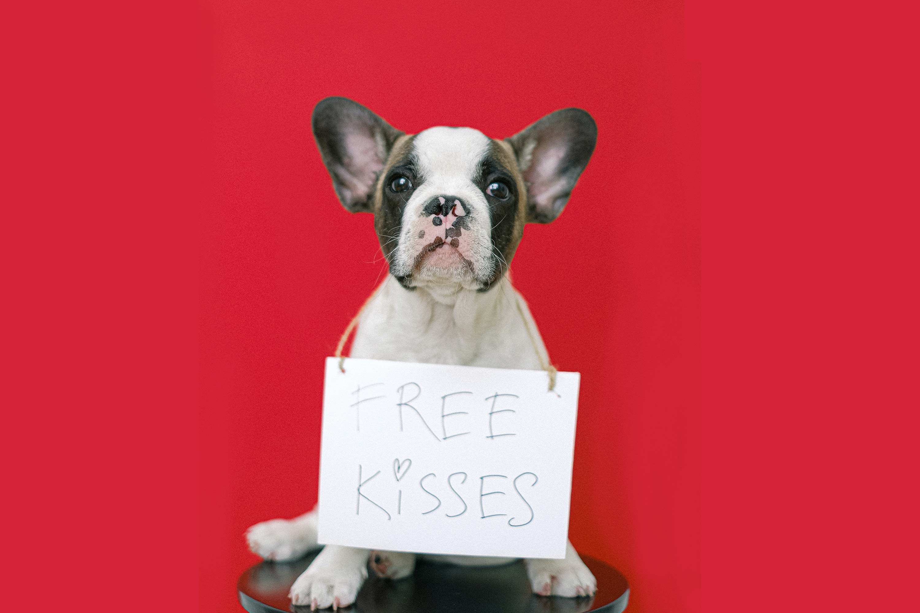 KSL Classifieds dog listing fee KSL Classifieds dog listing fee