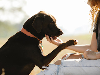 Why We Have a Pets Category, and What Positive Changes We’re Making to It