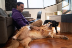 Man sitting on floor of apartment working on laptop with golden retriever and black cat nearby