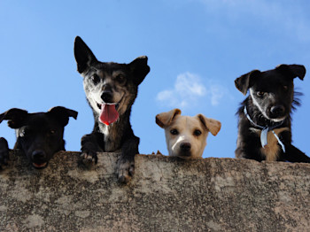 Guardian Homes Can Be Harmful to Pets and People
