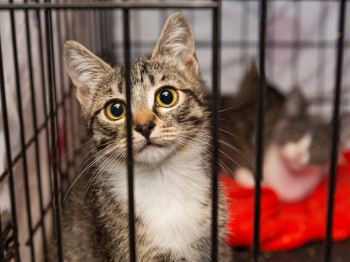 How Utah County residents can help Utah become a no-kill state