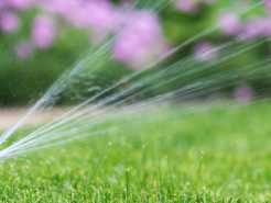 Wise watering helps your lawn keep on giving