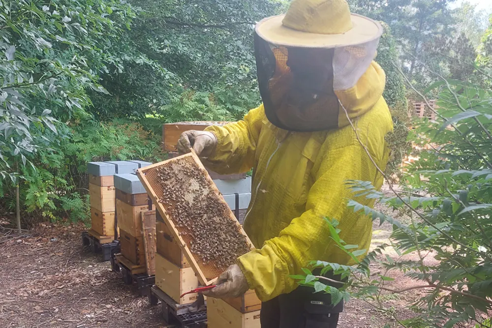 clickablecard-abeilles