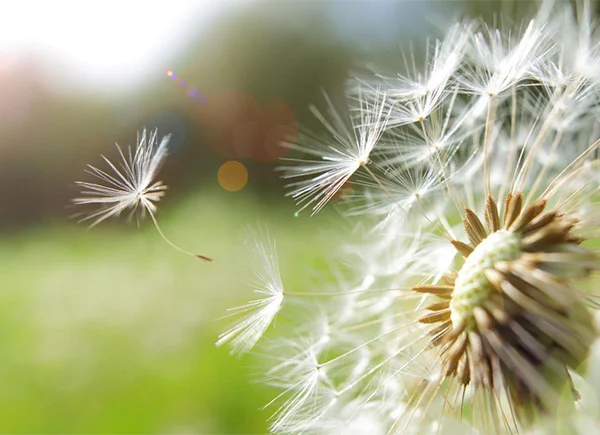 air-treatment-allergy-pollen