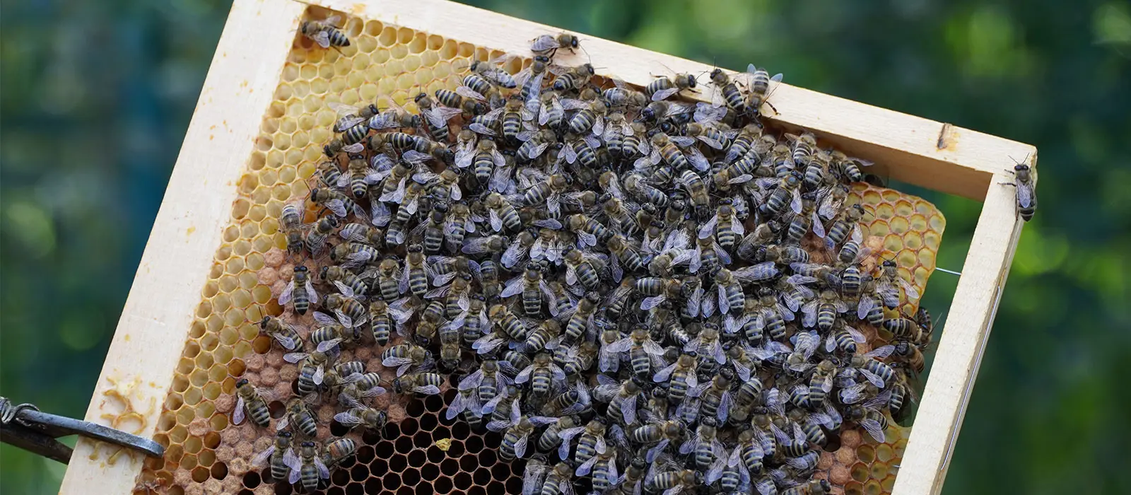 abeilles krefel