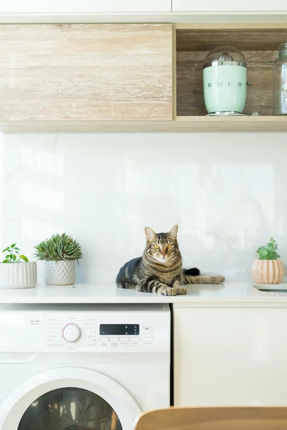 une lave-linge avec un chat
