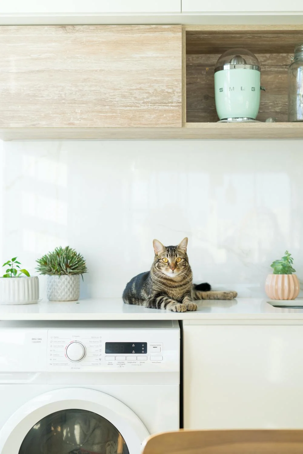 een wasmachine met kat