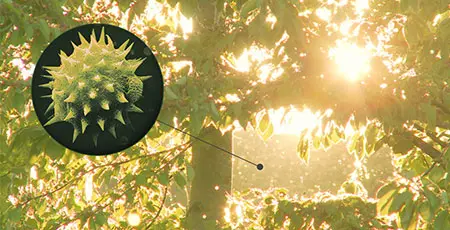 Dyson pollen