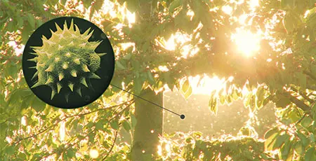 Dyson pollen
