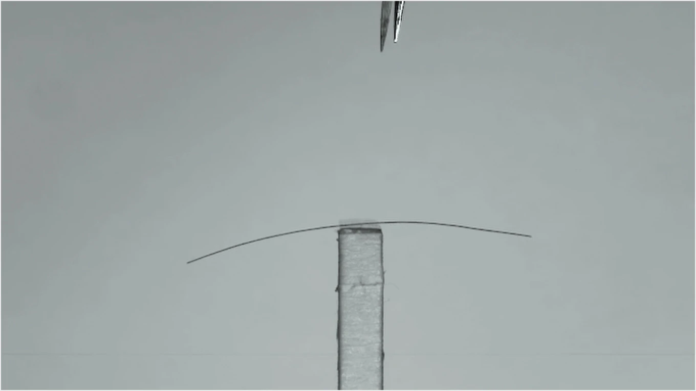 Dyson science des animaux