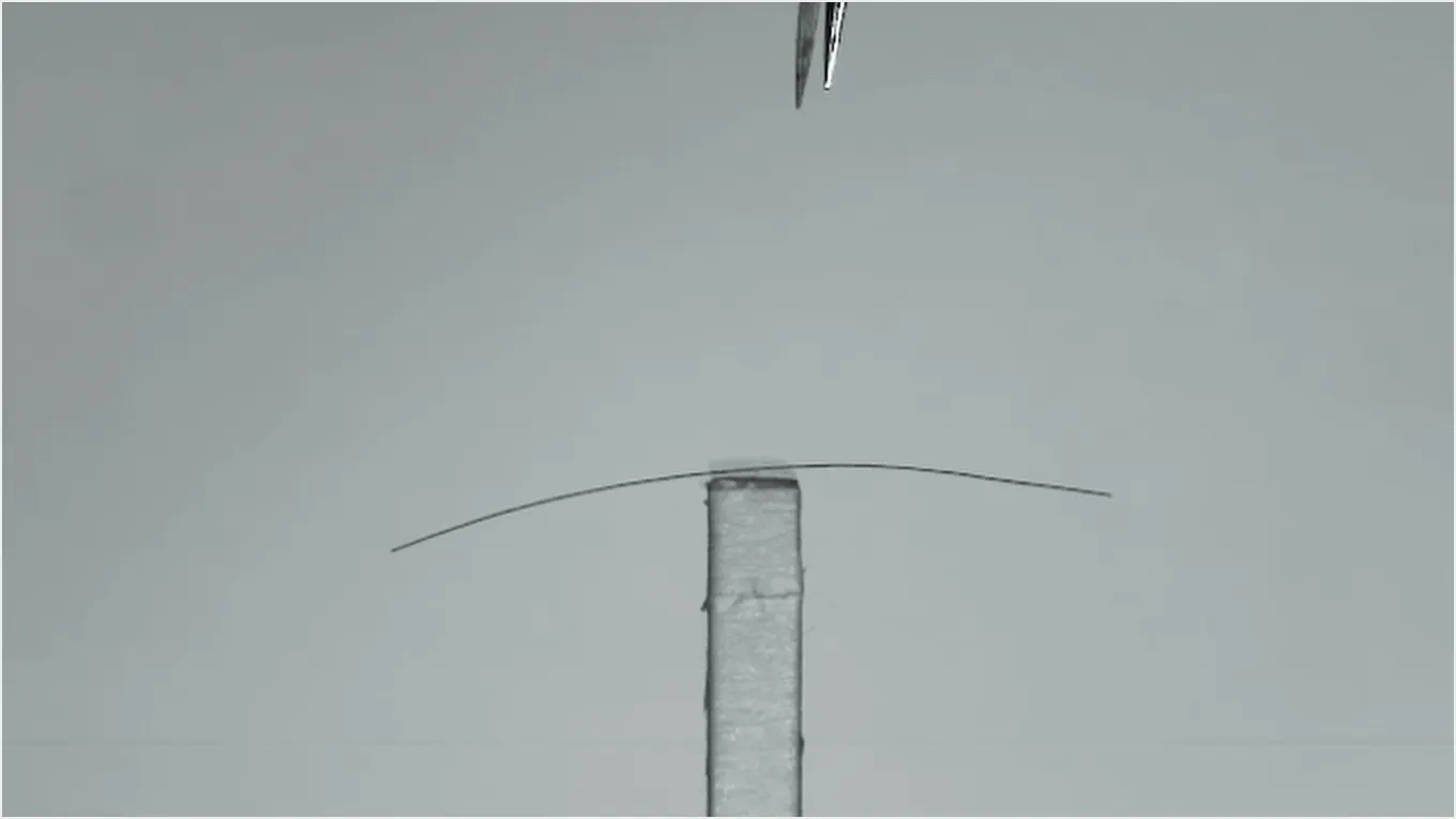 Dyson science des animaux