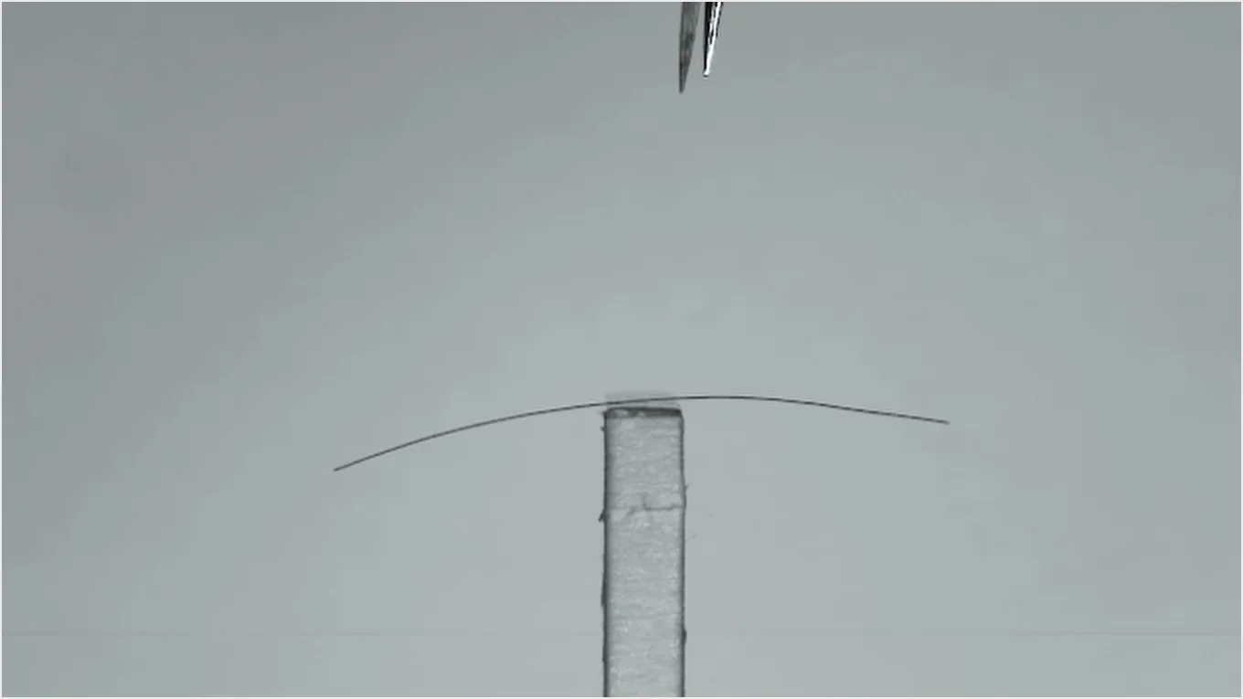 Dyson huisdierenwetenschap